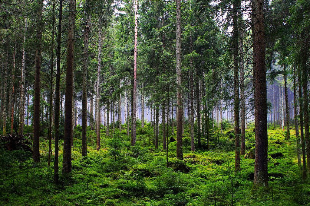 Wald, Tannen, Entwaldungsverordnung EU