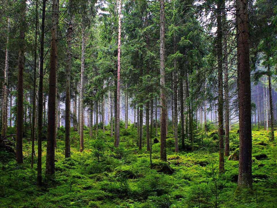 Wald, Tannen, Entwaldungsverordnung EU